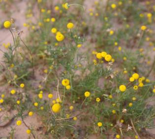 Otoglyphis factorovskyi flowers