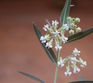 Gomphocarpus sinaicus flowers