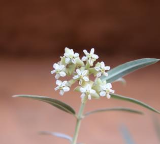 Gomphocarpus sinaicus flowers