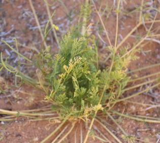 Hypecoum aegyptiacum leaves