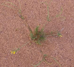 Whole plant