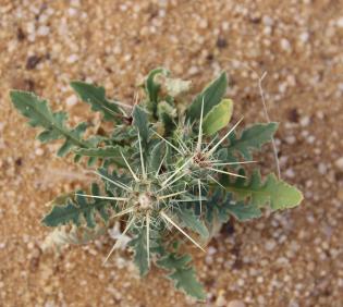 Whole plant