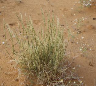 Whole plant