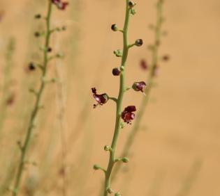 Scrophularia hypericifolia flowers
