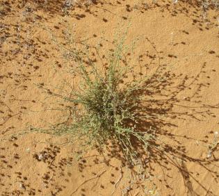 Whole plant