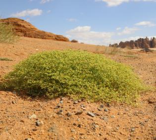 Whole plant