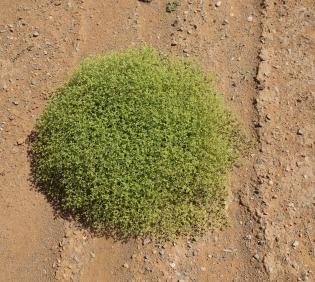 Whole plant