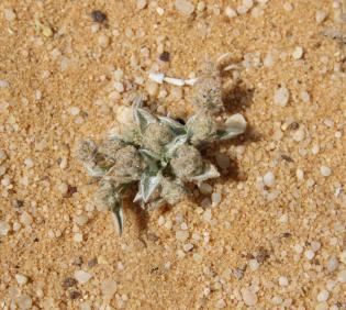 Whole plant