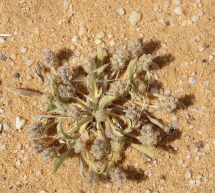 Whole plant