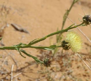 Centaurea pseudosinaica flowers