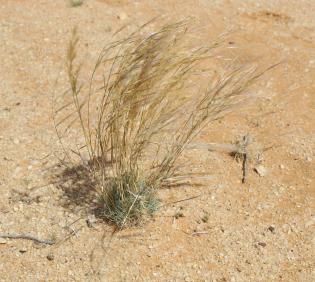 Whole plant