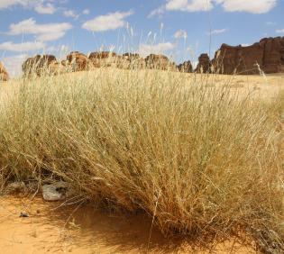 Cenchrus divisus in Wadis and ephemeral flooded depressions