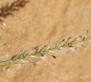 Cenchrus divisus flower