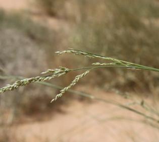 Panicum turgidum fruits