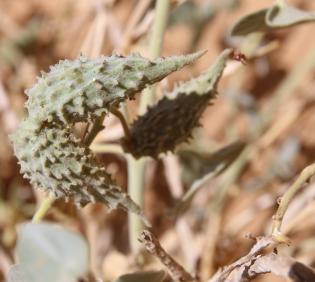 Pergularia tomentosa fruits
