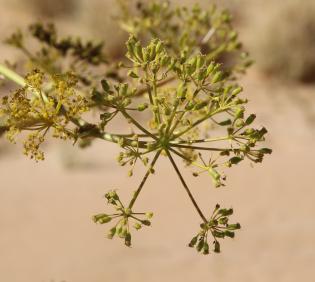 Ferula sinaica flowers and fruits