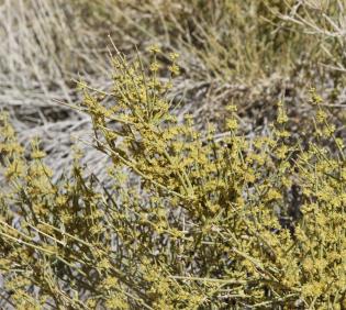 Ephedra alata flowers