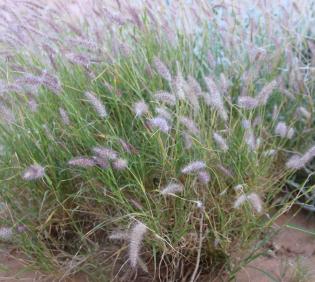 Whole plant
