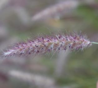 Cenchrus ciliaris fruits