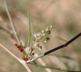 Calligonum comosum flowers