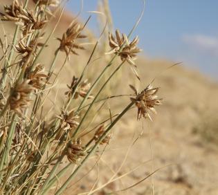 Whole plant