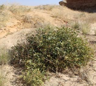 Whole plant