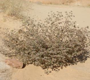 Whole plant