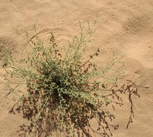Whole plant