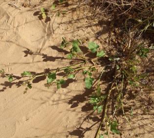 Whole plant