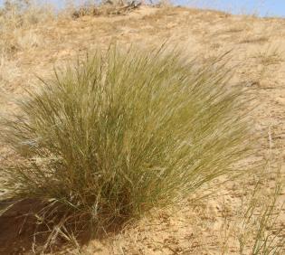 Whole plant