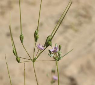 Monsonia nivea flower and fruits