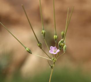 Monsonia nivea flower and fruits