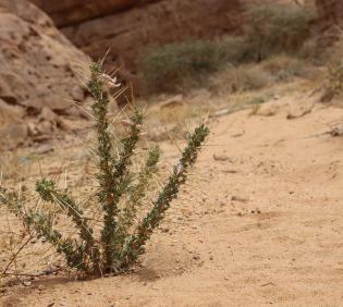 Whole plant