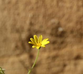 Osteospermum vaillantii flower