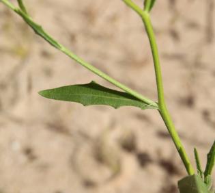 Osteospermum vaillantii leaf