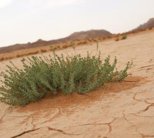 Andrachne telephioides in ephemeral flooded depression