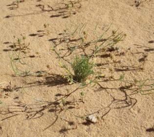 Whole plant
