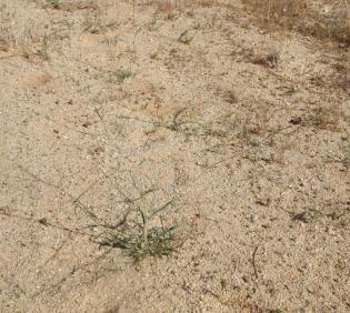 Whole plant