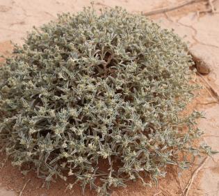 Whole plant