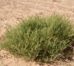 Whole plant