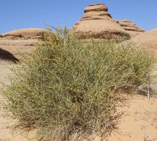 Whole plant