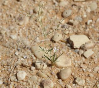 Whole plant