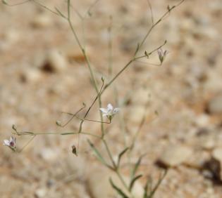 Whole plant