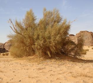 Whole plant