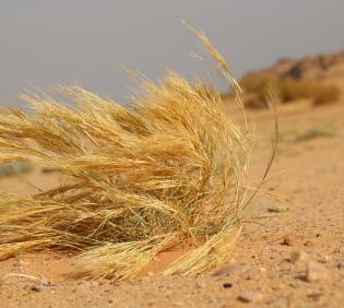 Whole plant