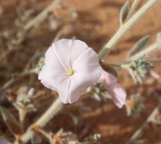 Convolvulus spicatus flower