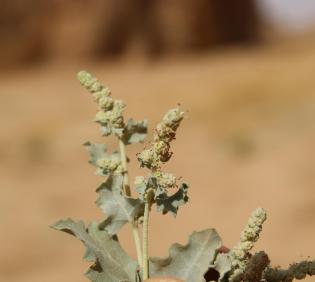 Atriplex turcomanica leaves and flowers
