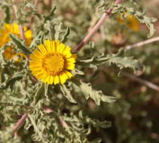 Asteriscus graveolens flower