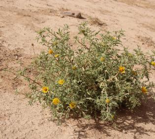 Whole plant