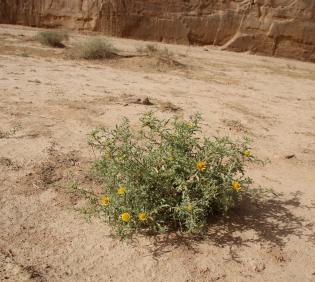 Asteriscus graveolens on an ephemeral flooded depression